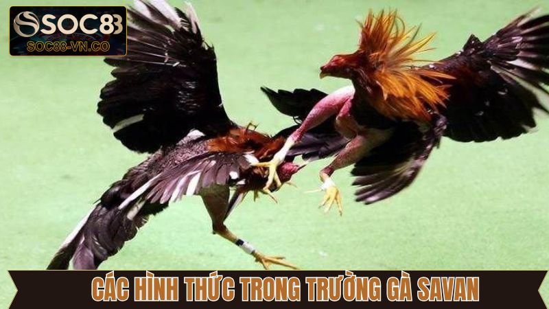 Trường Gà Savan - Địa Điểm Hội Tụ Chiến Kê Dũng Mãnh 4 Hình thức đá gà nổi tiếng tại Savan