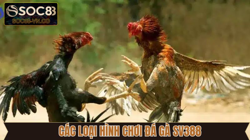 Đá Gà SV388 - Giải Trí Rinh Thưởng Đỉnh Cao Cùng Soc88 4 Tổng hợp một vài loại hình đá gà hấp dẫn và đặc sắc