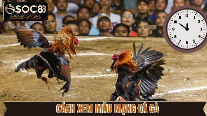 Màu Mạng Đá Gà - Khám Phá Yếu Tố Phong Thủy Cùng Soc88 4 Kinh nghiệm vận dụng màu mạng đá gà