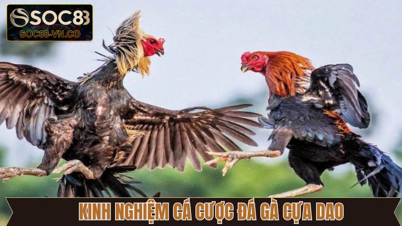 Đá Gà Cựa Dao - Những Trận Đấu Mãn Nhãn Không Thể Bỏ Qua 4 Bí kíp chinh phục chọi kê cựa dao cực kỳ đỉnh cao