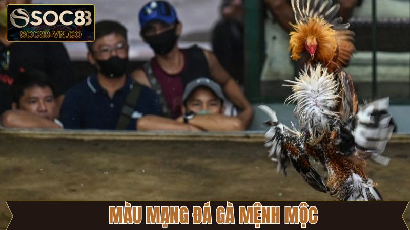 Màu Mạng Đá Gà - Khám Phá Yếu Tố Phong Thủy Cùng Soc88 3 Gà chọi mệnh mộc nổi tiếng dẻo dai, bền bỉ