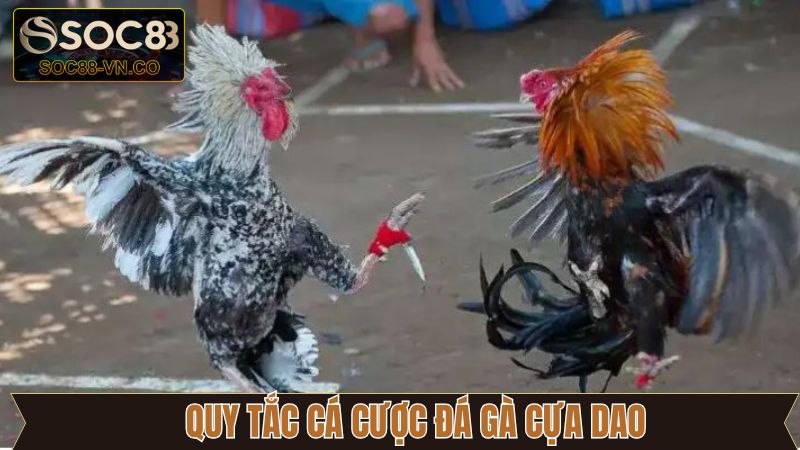 Đá Gà Cựa Dao - Những Trận Đấu Mãn Nhãn Không Thể Bỏ Qua 3 Luật tham gia đá gà cựa dao chi tiết cho các newbie