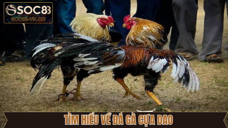 Đá Gà Cựa Dao - Những Trận Đấu Mãn Nhãn Không Thể Bỏ Qua 2 Đôi nét về siêu phẩm chọi kê cựa dao