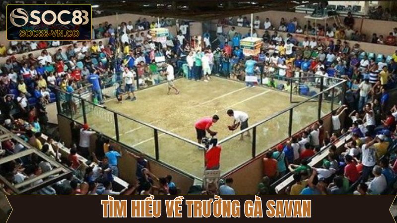 Trường Gà Savan - Địa Điểm Hội Tụ Chiến Kê Dũng Mãnh 2 Nét chính về sự ấn tượng của trường gà Savan