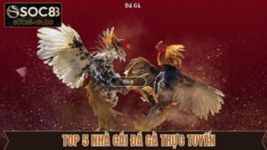Khám Phá Top 5 Nhà Cái Đá Gà Trực Tuyến Hiện Nay Cùng SOC88