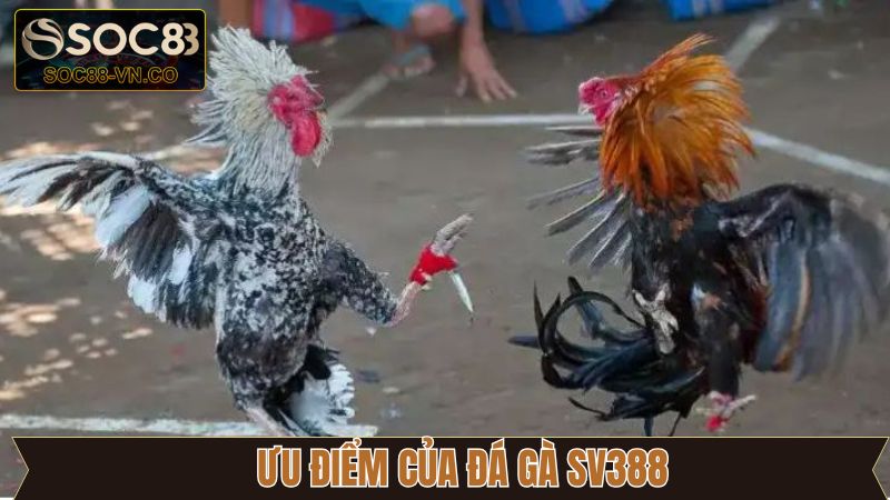 Đá Gà SV388 - Giải Trí Rinh Thưởng Đỉnh Cao Cùng Soc88 3 Những lý do khiến đá gà SV388 trở thành lựa chọn đầu tiên