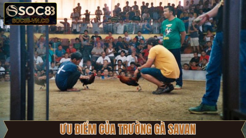 Trường Gà Savan - Địa Điểm Hội Tụ Chiến Kê Dũng Mãnh 3 Tổng hợp ưu điểm đỉnh cao của trường gà Savan